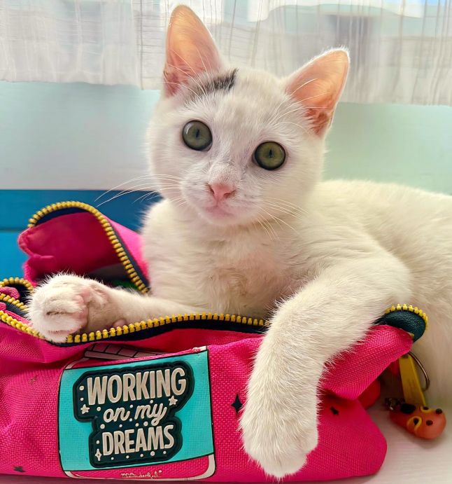 Gateta adopcio ADANA Alella