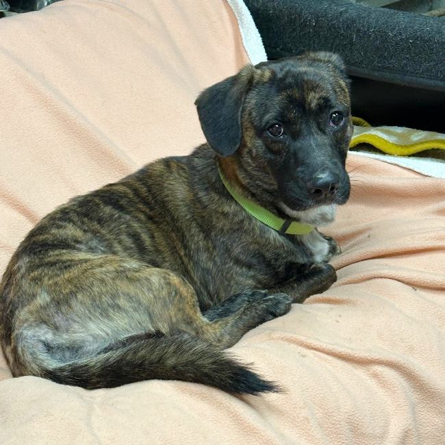 Gosset adopcio ADANA Alella