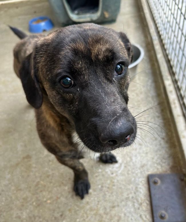 Gosset adopcio ADANA Alella