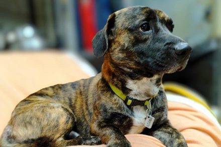 gosset acollida ADANA Alella