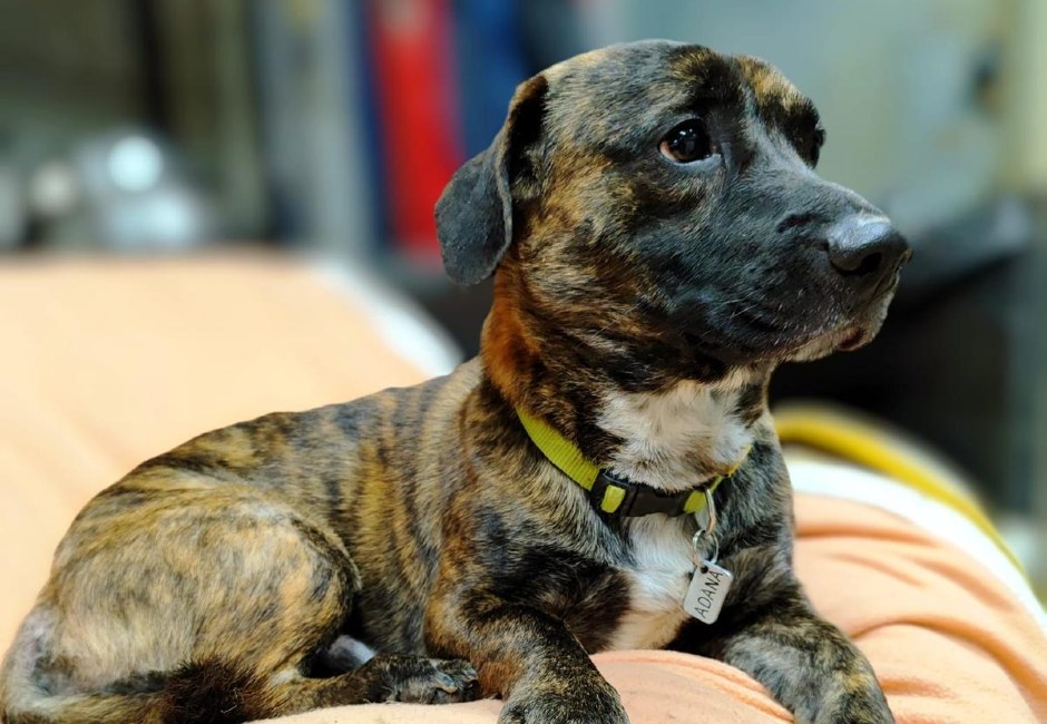 gosset acollida ADANA Alella