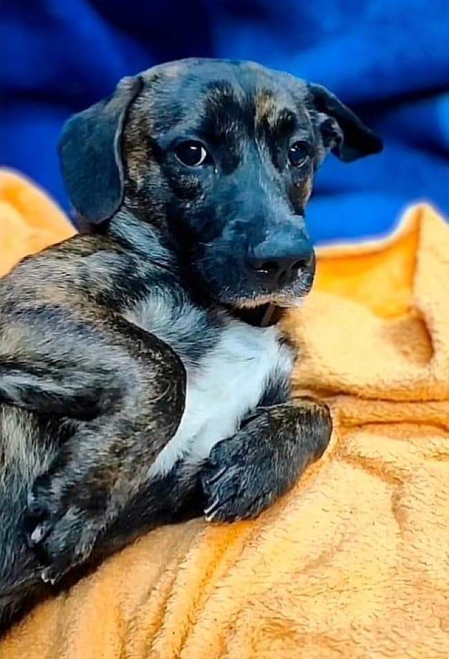 Gosset adopcio ADANA Alella