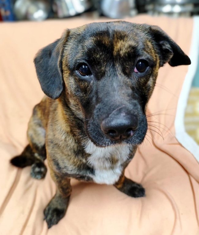 Gosset adopcio ADANA Alella