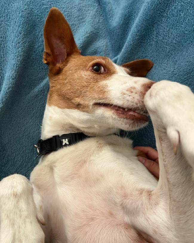 Podenc adopcio ADANA Alella