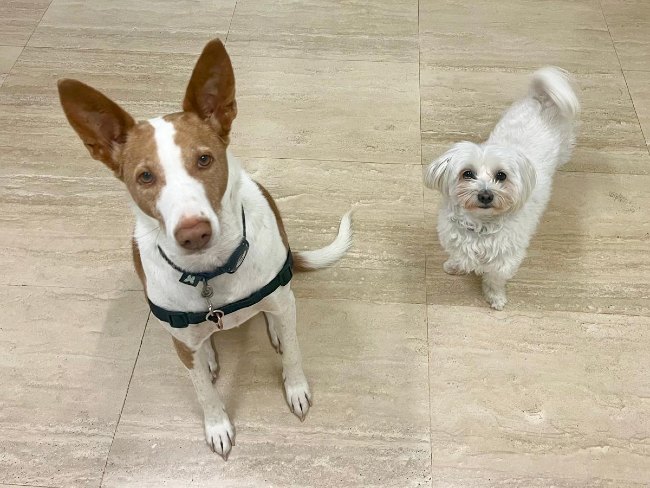 Podenc adopcio ADANA Alella