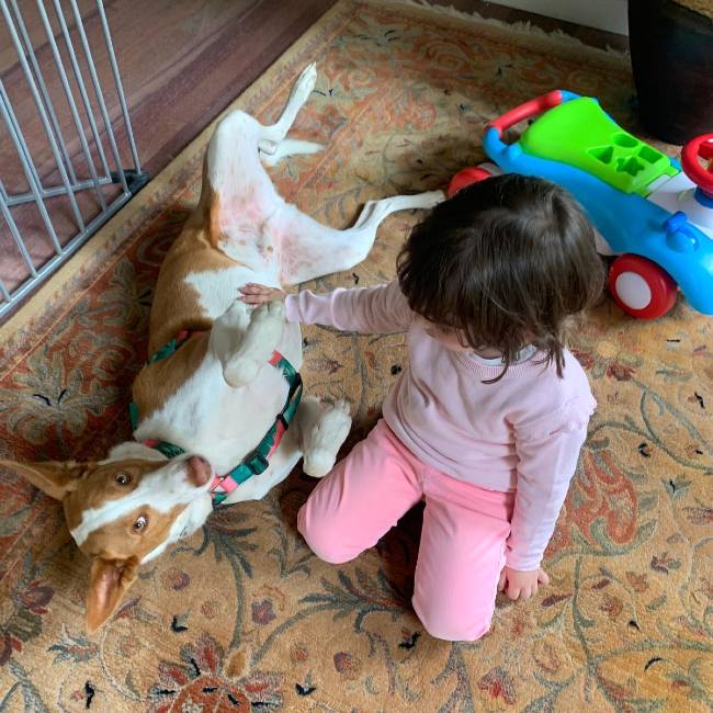 Podenc adopcio ADANA Alella