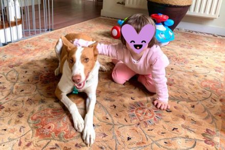 Podenc adopcio ADANA Alella