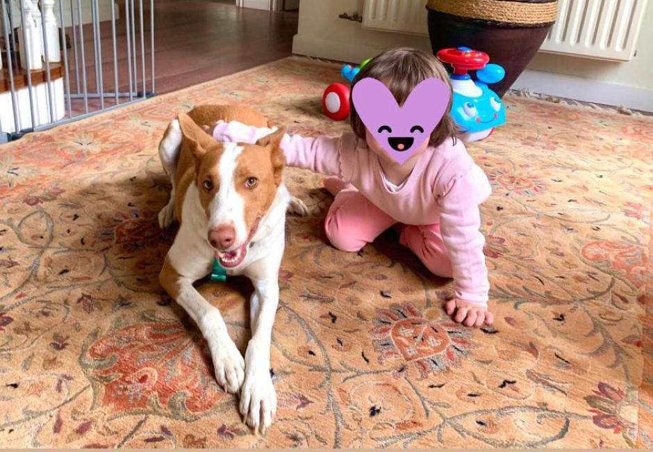 Podenc adopcio ADANA Alella