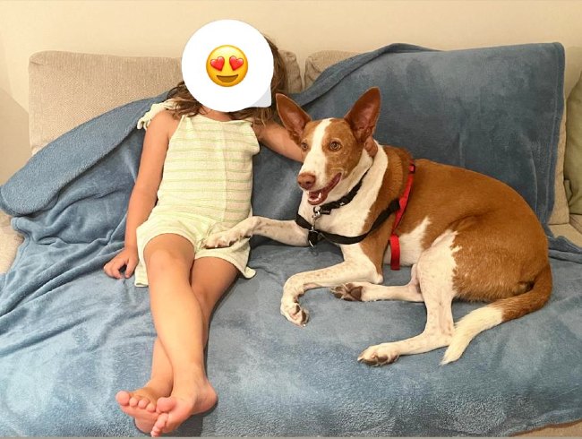 Podenc adopcio ADANA Alella