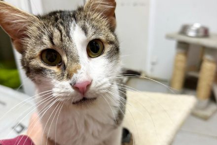 Floky gatet adopcio ADANA Alella