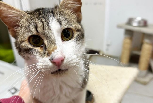 Floky gatet adopcio ADANA Alella