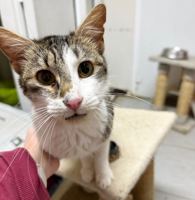 Gatet adopcio ADANA Alella