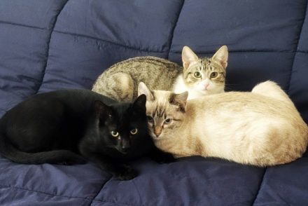 Gatetes adopcio ADANA Alella