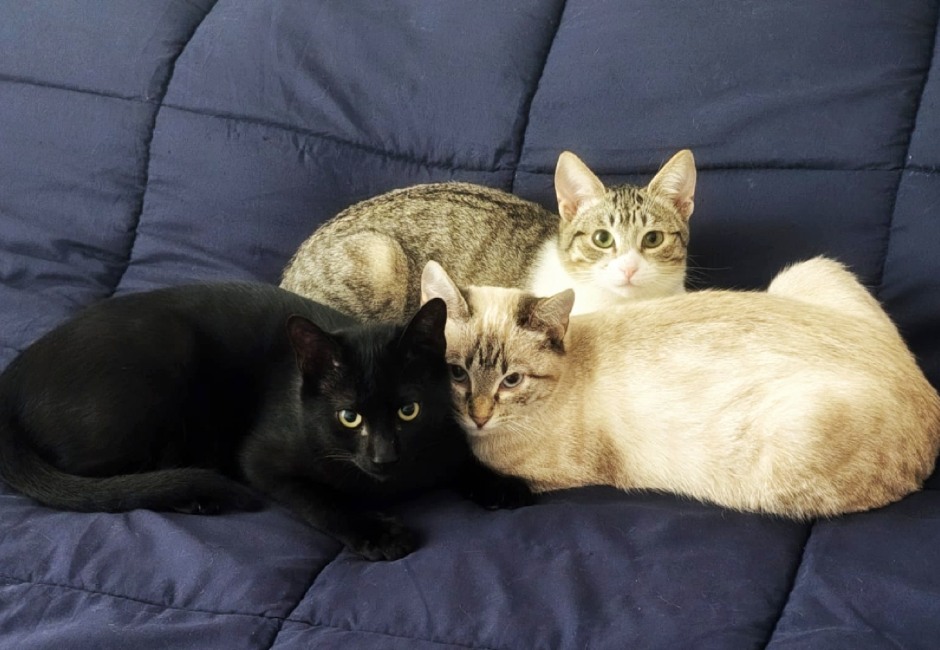 Gatetes adopcio ADANA Alella