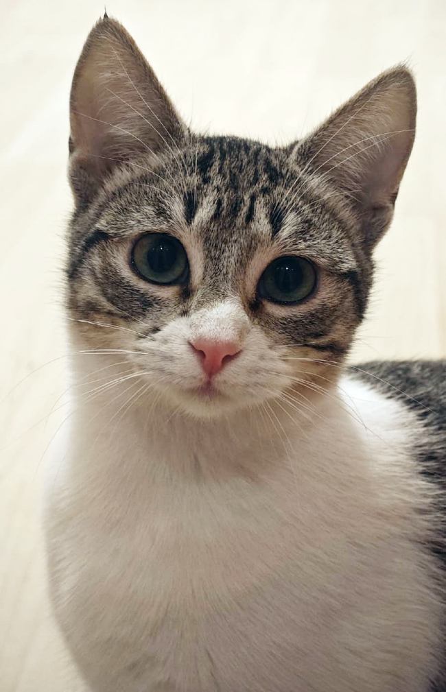 Gateta adopcio ADANA Alella