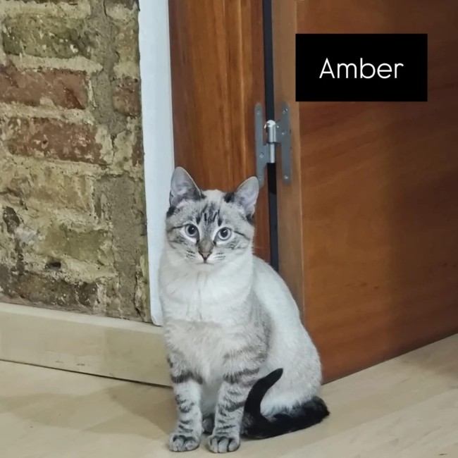 Gateta adopcio ADANA Alella