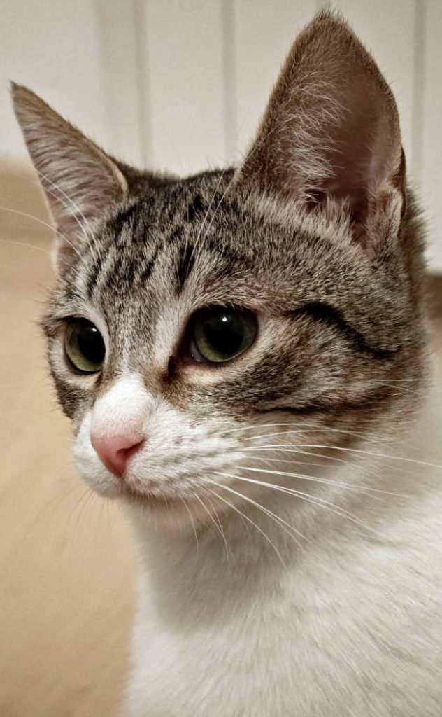 Gateta adopcio ADANA Alella