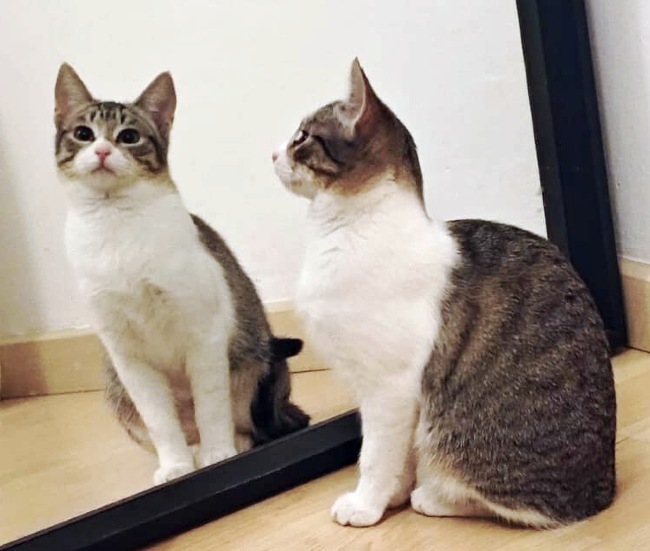 Gateta adopcio ADANA Alella