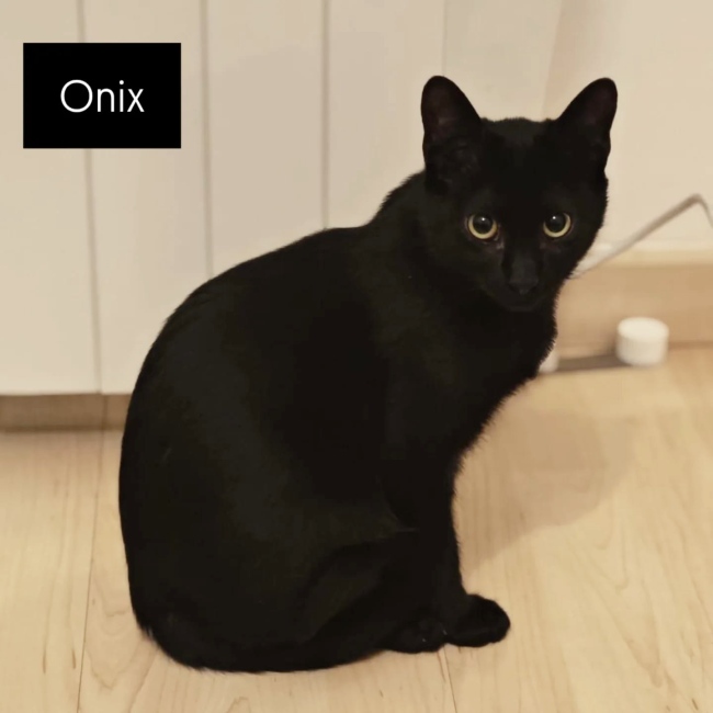 Gateta adopcio ADANA Alella