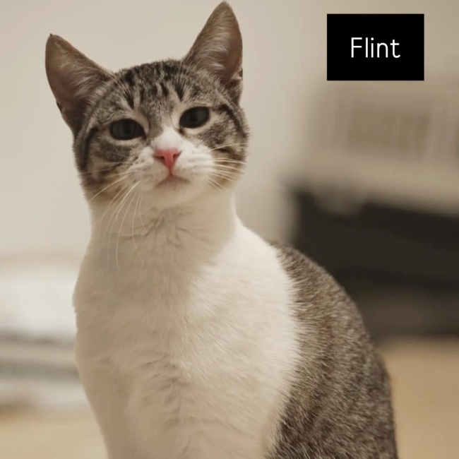 Gateta adopcio ADANA Alella