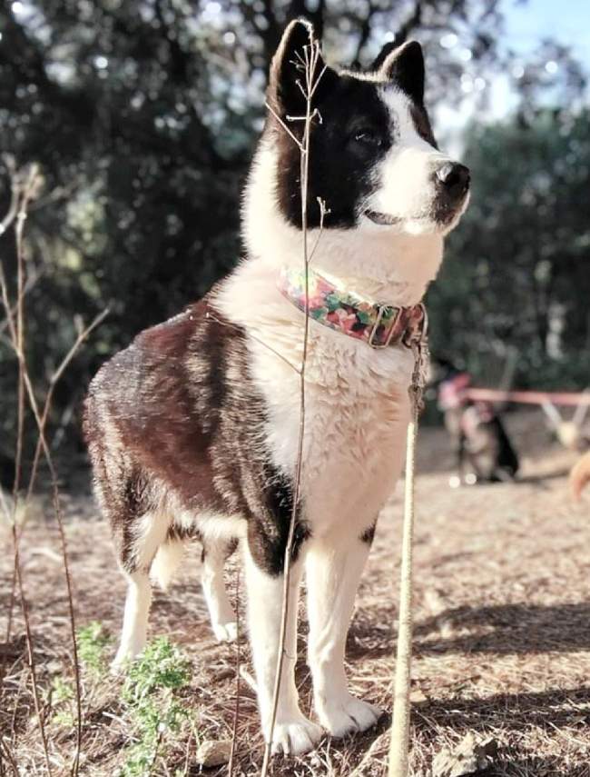 Lloba gossa adopcio ADANA Alella