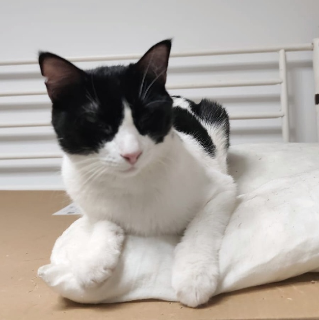 Gatet adopcio ADANA Alella