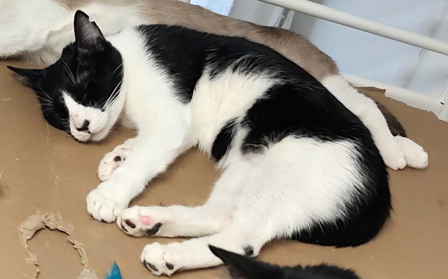 Gatet adopcio ADANA Alella