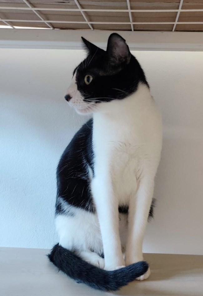 Gatet adopcio ADANA Alella