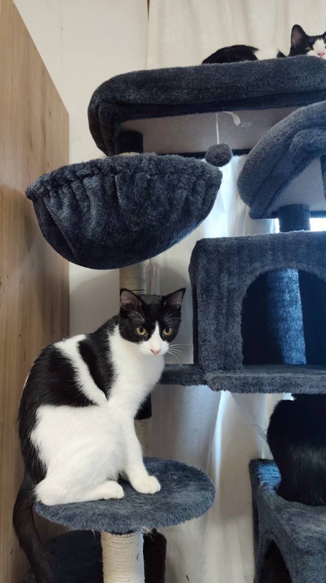 Gatet adopcio ADANA Alela