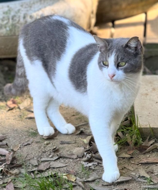 Gat adopcio ADANA Alella