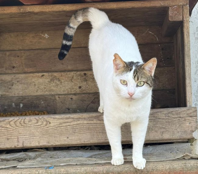 Gateta adopcio ADANA Alella