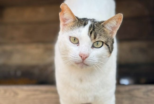 Gateta adopcio ADANA Alella