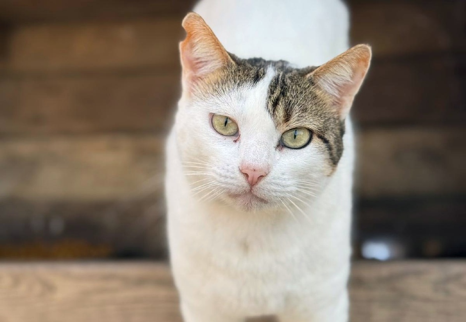 Gateta adopcio ADANA Alella