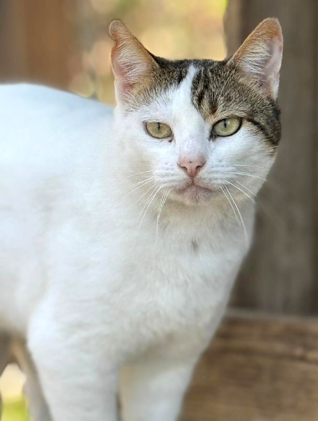Gateta adopcio ADANA Alella
