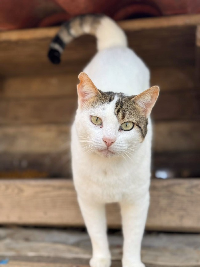 Gateta adopcio ADANA Alella
