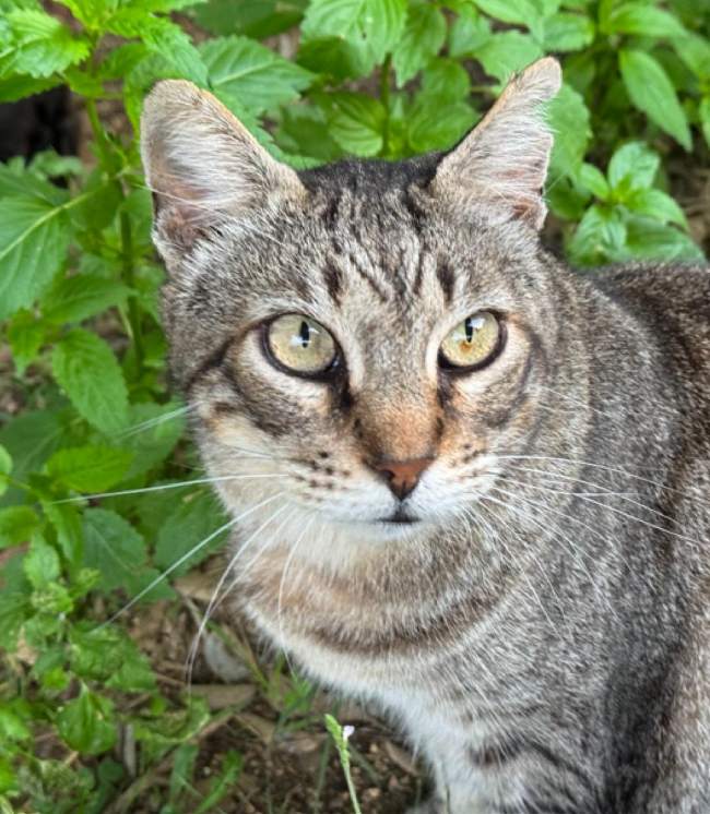 Leo gat adopcio ADANA