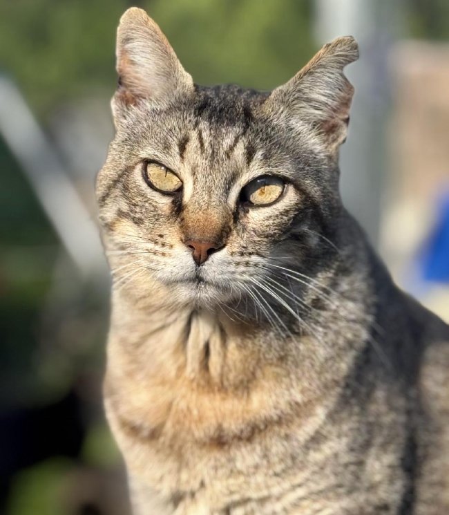 Leo gat adopcio ADANA