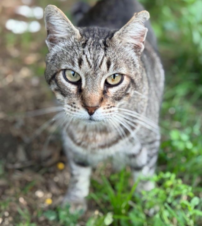 Leo gat adopcio ADANA