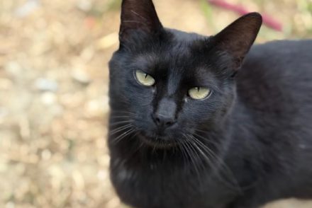 Miercoles gata adopcio ADANA