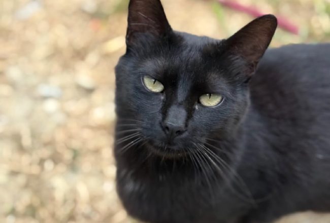Miercoles gata adopcio ADANA