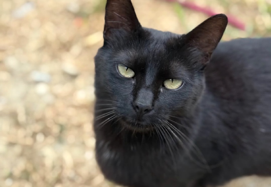Miercoles gata adopcio ADANA