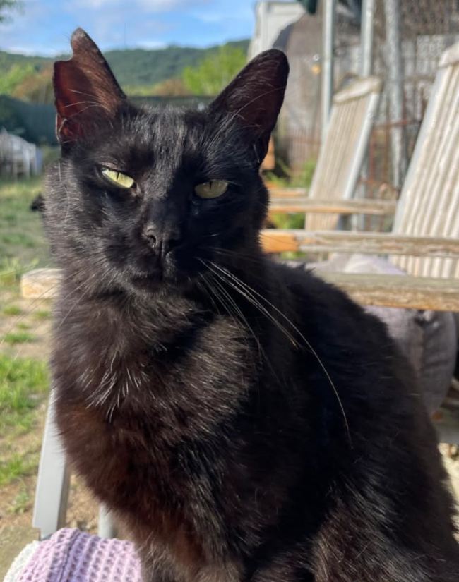 Miercoles gata adopcio ADANA