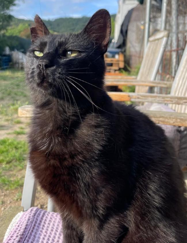 Miercoles gata adopcio ADANA