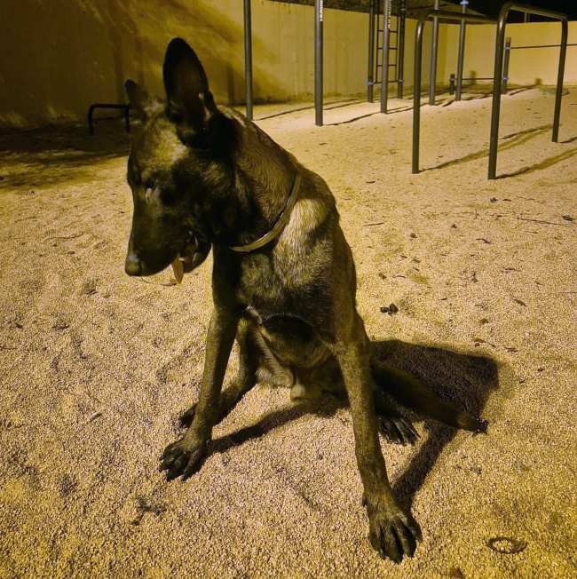 Gos adopcio ADANA Alella