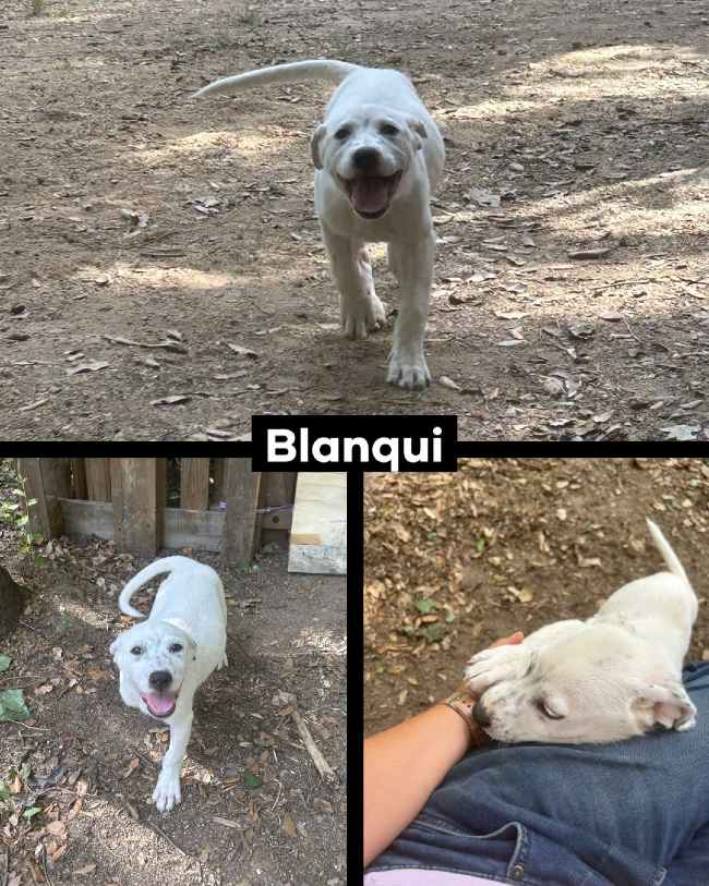 Blanqui gossa adopcio ADANA