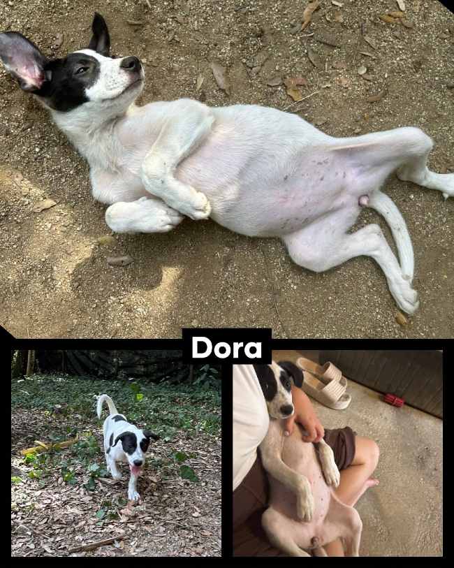 Dora gossa adopcio ADANA