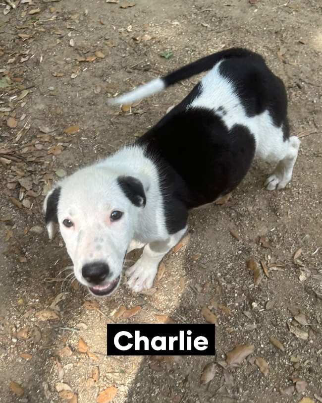 Charlie gos adopcio ADANa