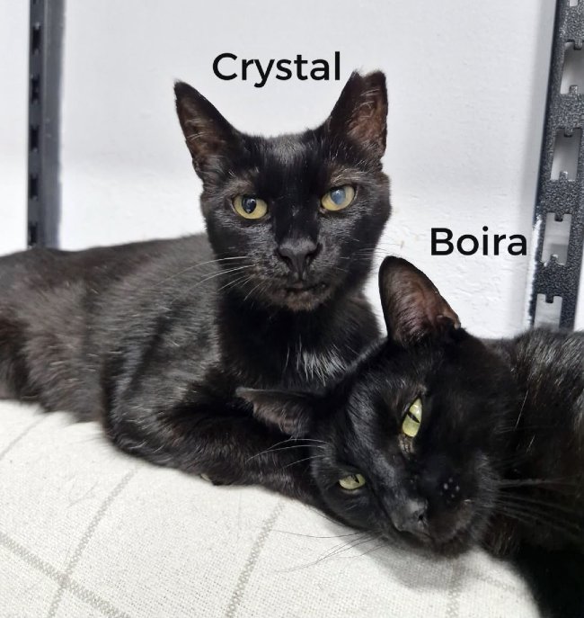 Gatetes negres adopcio ADANA