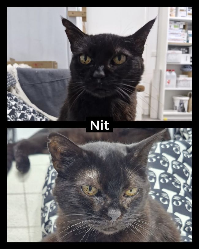 Gatetes negres adopcio ADANA