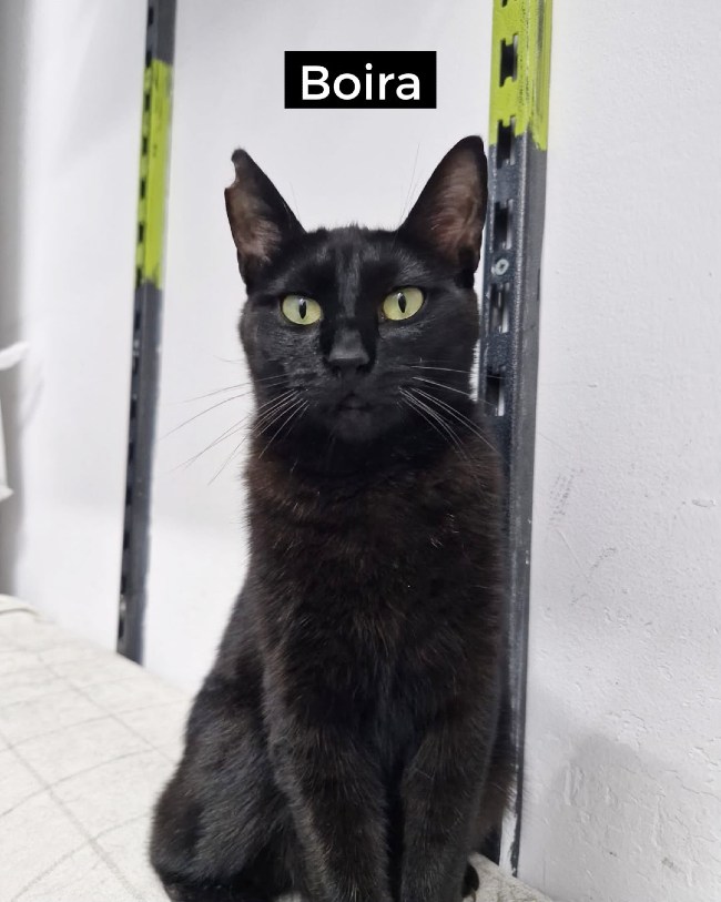 Gatetes negres adopcio ADANA